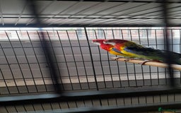 Parrots birds for sale: Golden rosellas  - Image 3