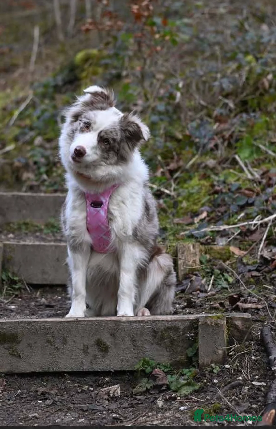Border Collie dogs for sale: Stunning KC Reg Health Tested Border Collies - Advert 9