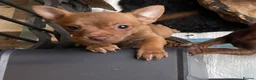 Chihuahua dogs for sale: Chihuahua Puppy For Sale  in Horsham - Advert 6