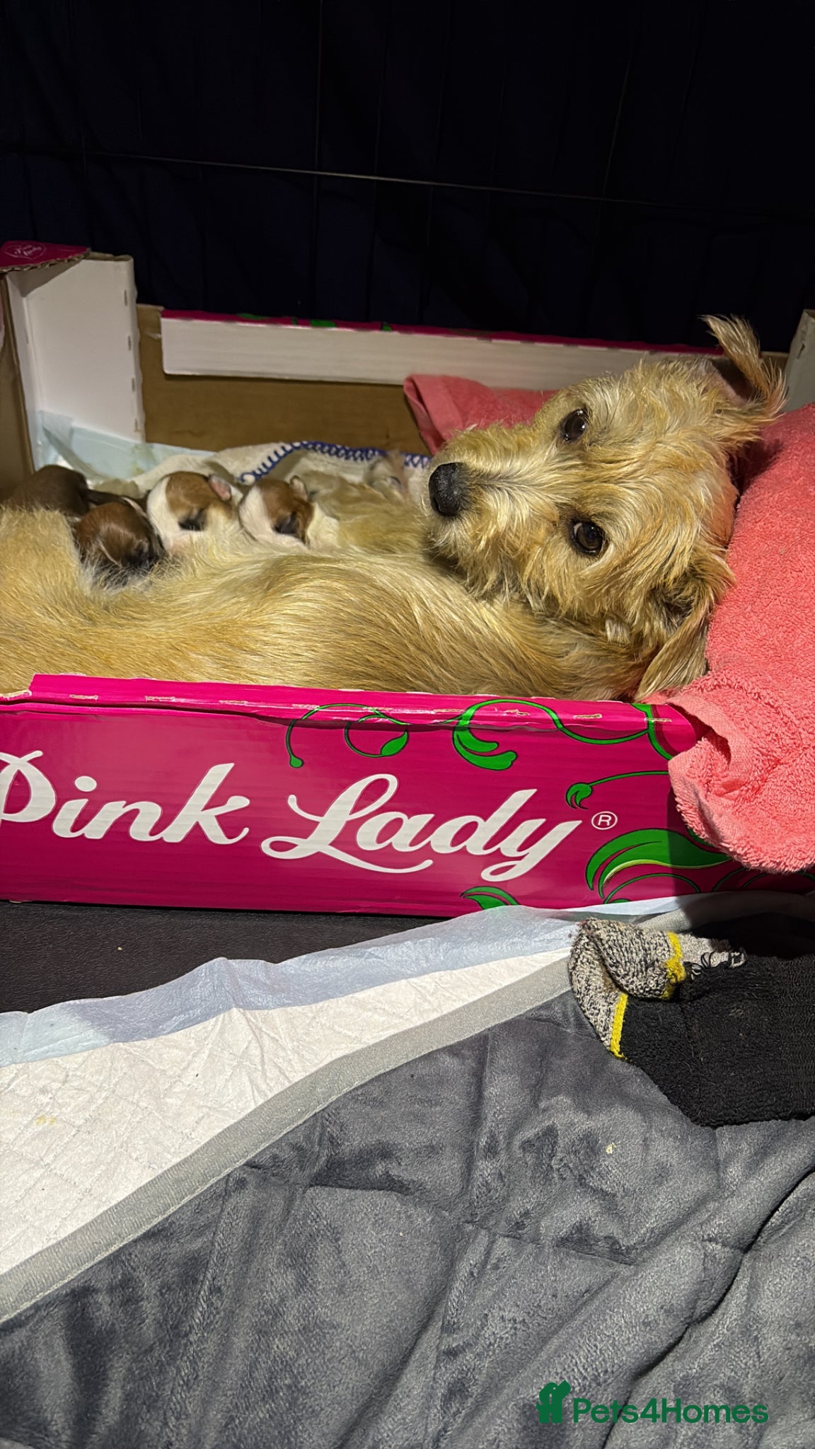 Mixed Breed dogs Puppy for sale  - Advert 1
