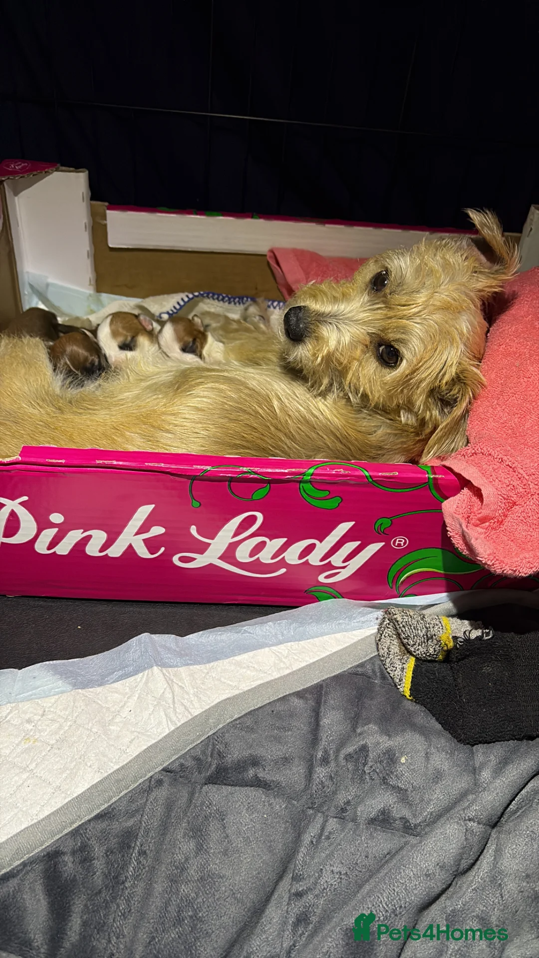 Mixed Breed dogs for sale: Puppy for sale  - Advert 1