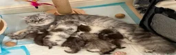 Persian cats for sale: Stuning Persian Girls - Advert 40