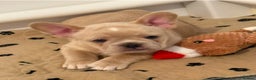 French Bulldog dogs for sale: French Bulldog Puppies - Advert 2