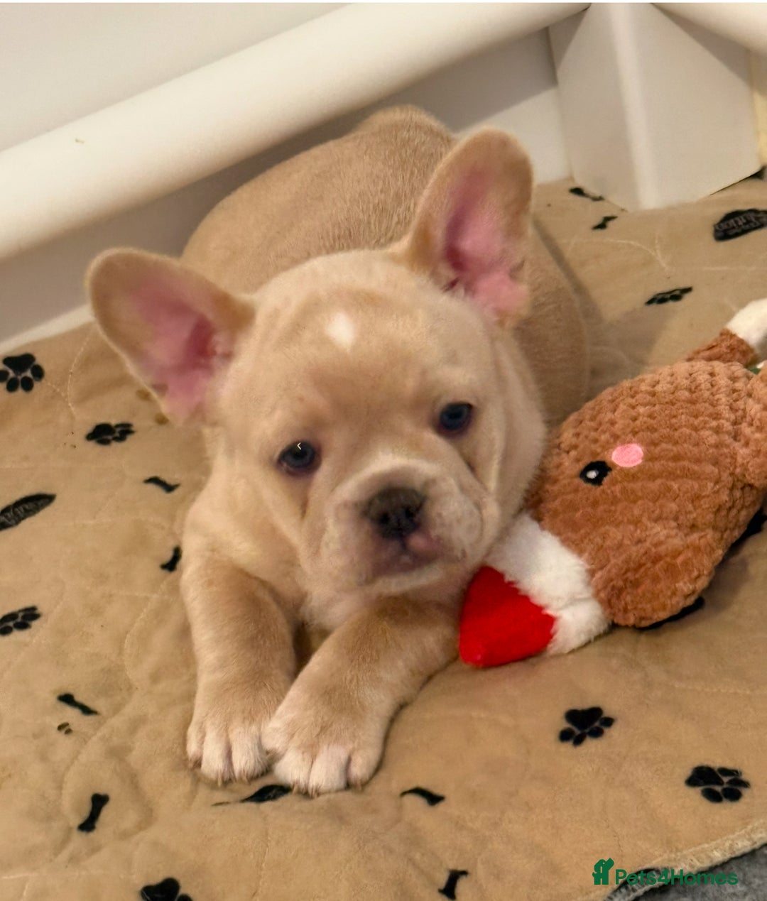 French Bulldog dogs for sale: French Bulldog Puppies - Advert 2