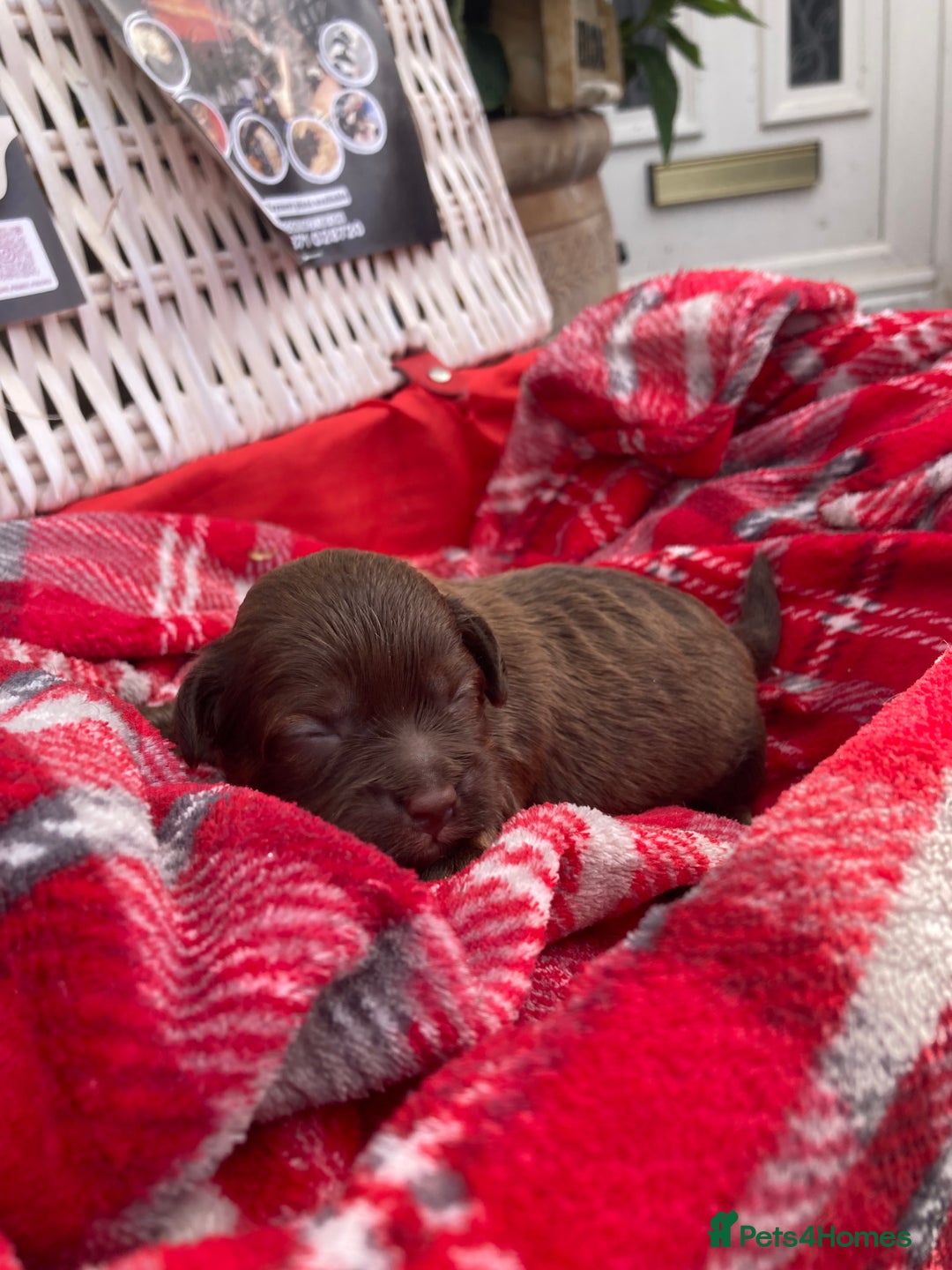 Shihpoo dogs for sale: Read the advert 5 star rated Toy shihpoo puppies - Image 7