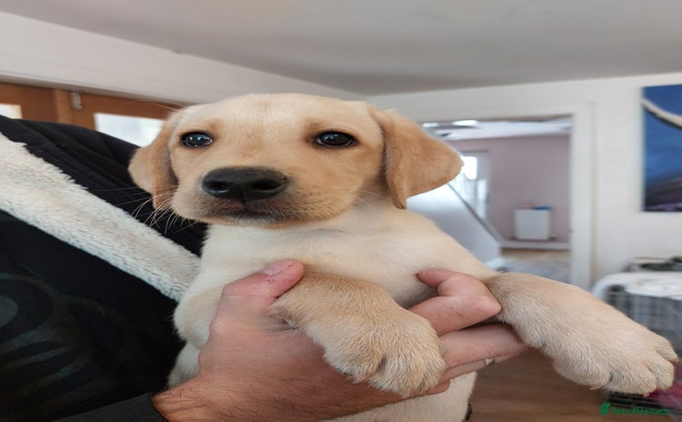 Labrador Retriever dogs - Advert 4