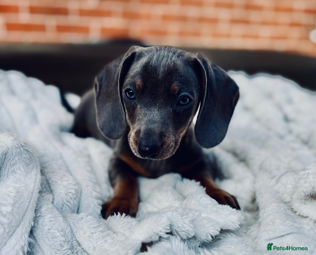 Miniature Dachshund dogs for sale: Outstanding true miniature Dachshund pups 🐾 - Image 1