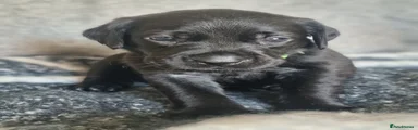 Labrador Retriever 3