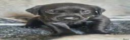 Labrador Retriever dogs for sale: Beautiful litter of 8 Black Labrador puppies  - Advert 2