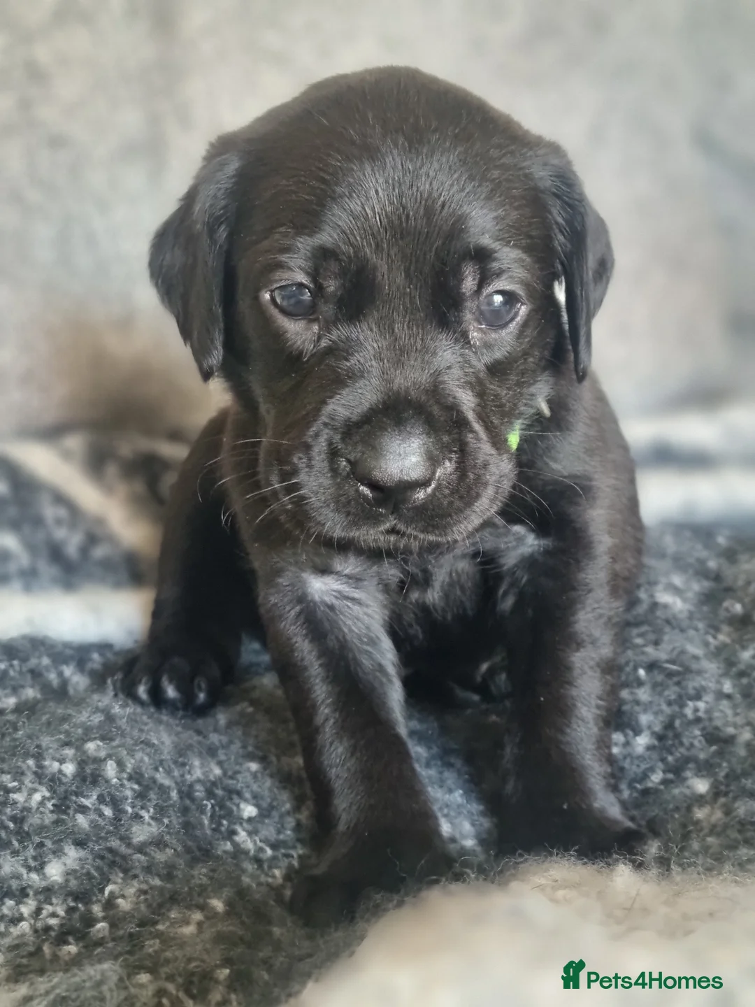 Labrador Retriever dogs for sale: Beautiful litter of 8 Black Labrador puppies  - Advert 2