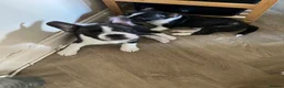 Mixed Breed dogs for sale: Boston terrier cross puppies - Advert 25
