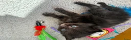 Mixed Breed cats for sale: Beautiful playful kittens £100 - £250 - Advert 9