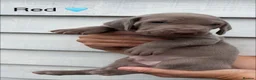 Weimaraner dogs for sale: KC reg Weimaraner Puppies  - Advert 10
