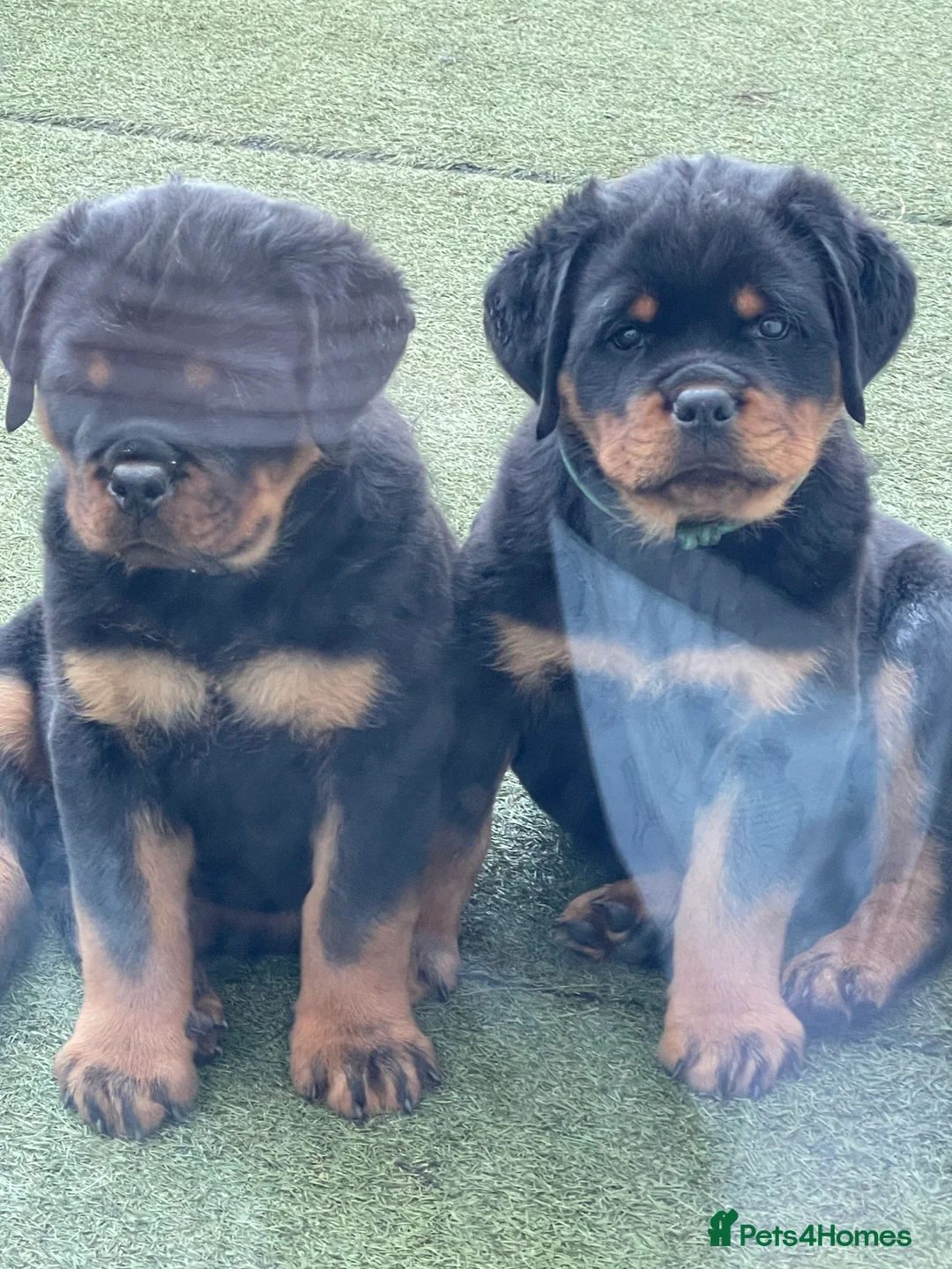 Rottweiler dogs for stud: ABSOLUTELY BEAUTIFUL KC Health Tested *FOR STUD* in Mansfield - Advert 23