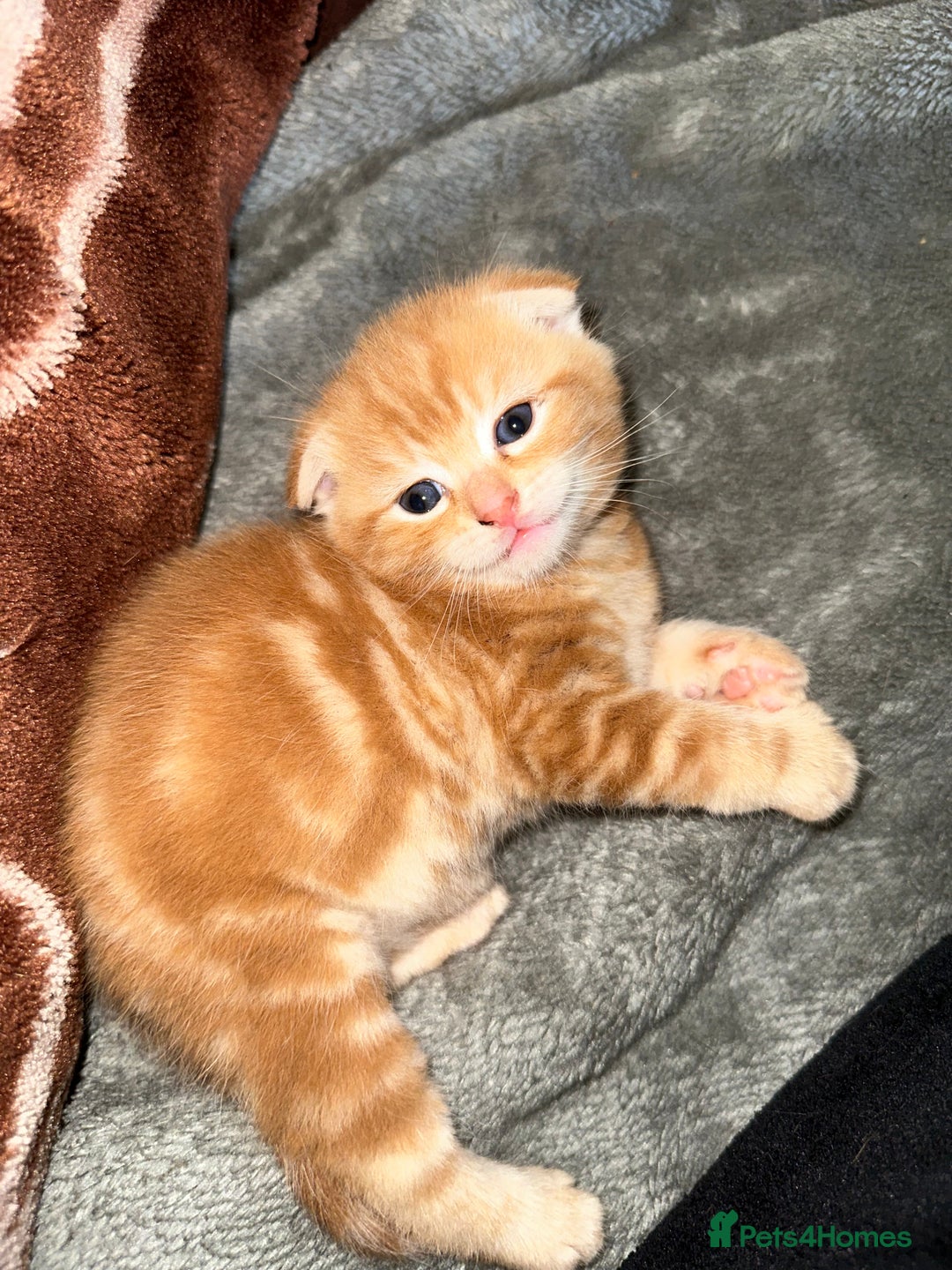 Scottish Fold cats for sale: Scottish fold/straight babies - Image 11