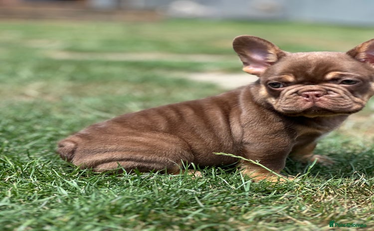 French Bulldog dogs - Advert 3