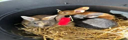 Rex rabbits for sale: Ready to leave. 3 boys 6 girls.  - Advert 1