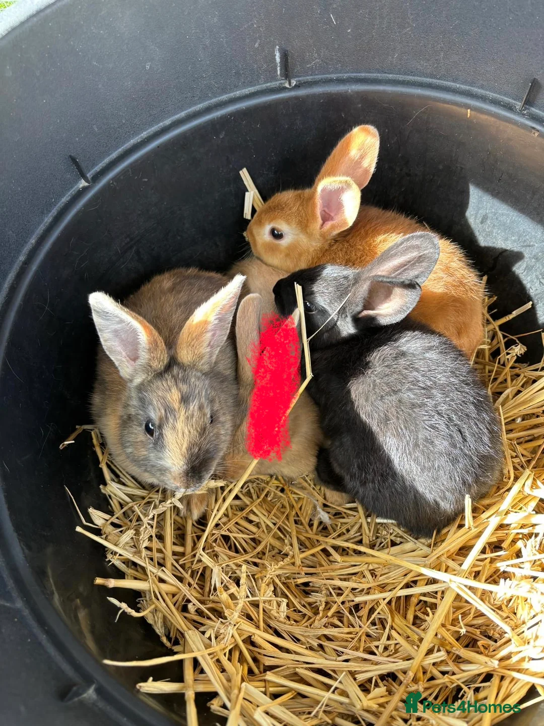 Rex rabbits for sale: Ready to leave. 3 boys 6 girls.  - Advert 1