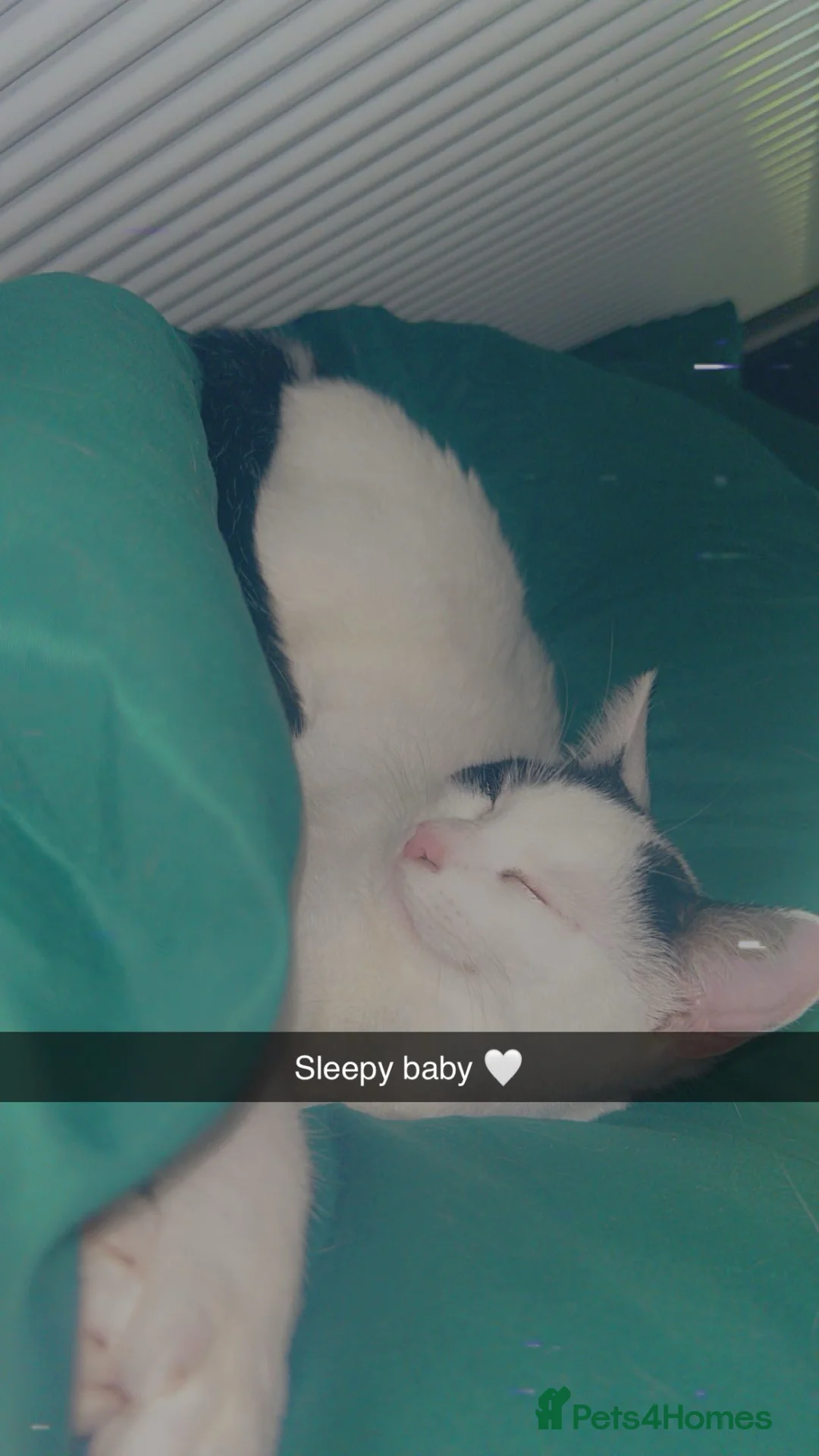 Turkish Van cats for sale: One year old female  in Sandy - Advert 12