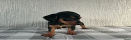 Jackshund dogs for sale: Beautiful jackshund puppies  in Cambridge - Advert 3
