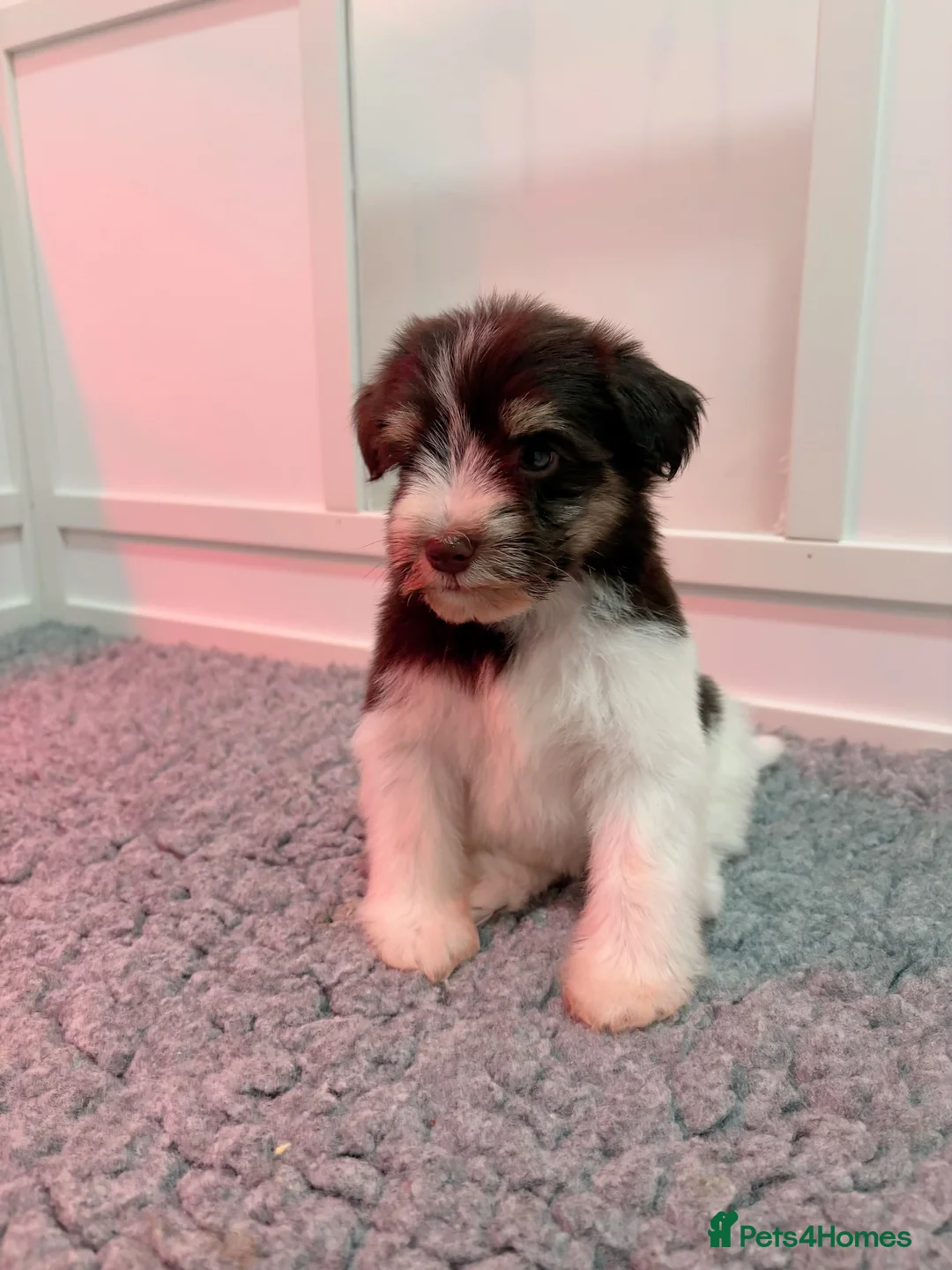 Miniature Schnauzer dogs for sale: SOLD KC Reg Miniature Schnauzers - Advert 25