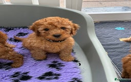 Cavapoo dogs for sale: Beautiful Cavapoo from DNA health tested parents  - Image 13