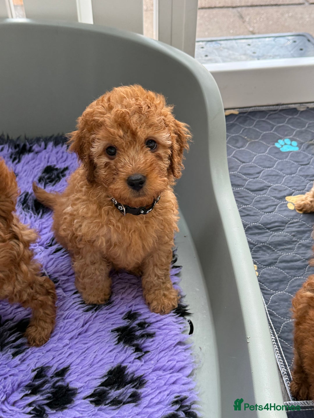 Cavapoo dogs for sale: Beautiful Cavapoo from DNA health tested parents  - Image 13