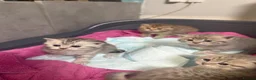 British Shorthair cats for sale: Last 2 kitten available  - Advert 27