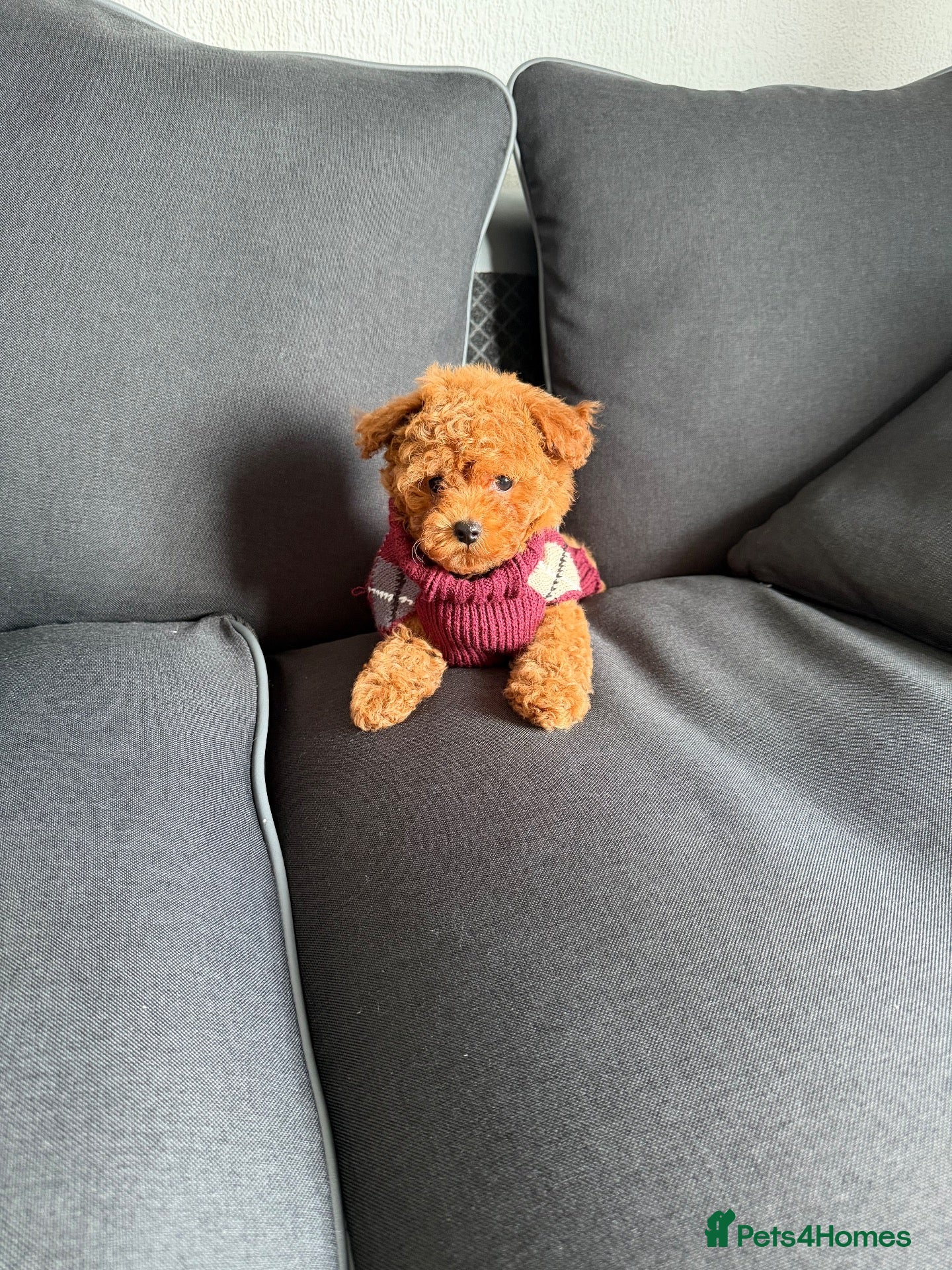 Poochon dogs Mini Poochon Teddy Bear - Advert 2