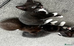 British Shorthair cats for sale: British short hair cross  - Image 10