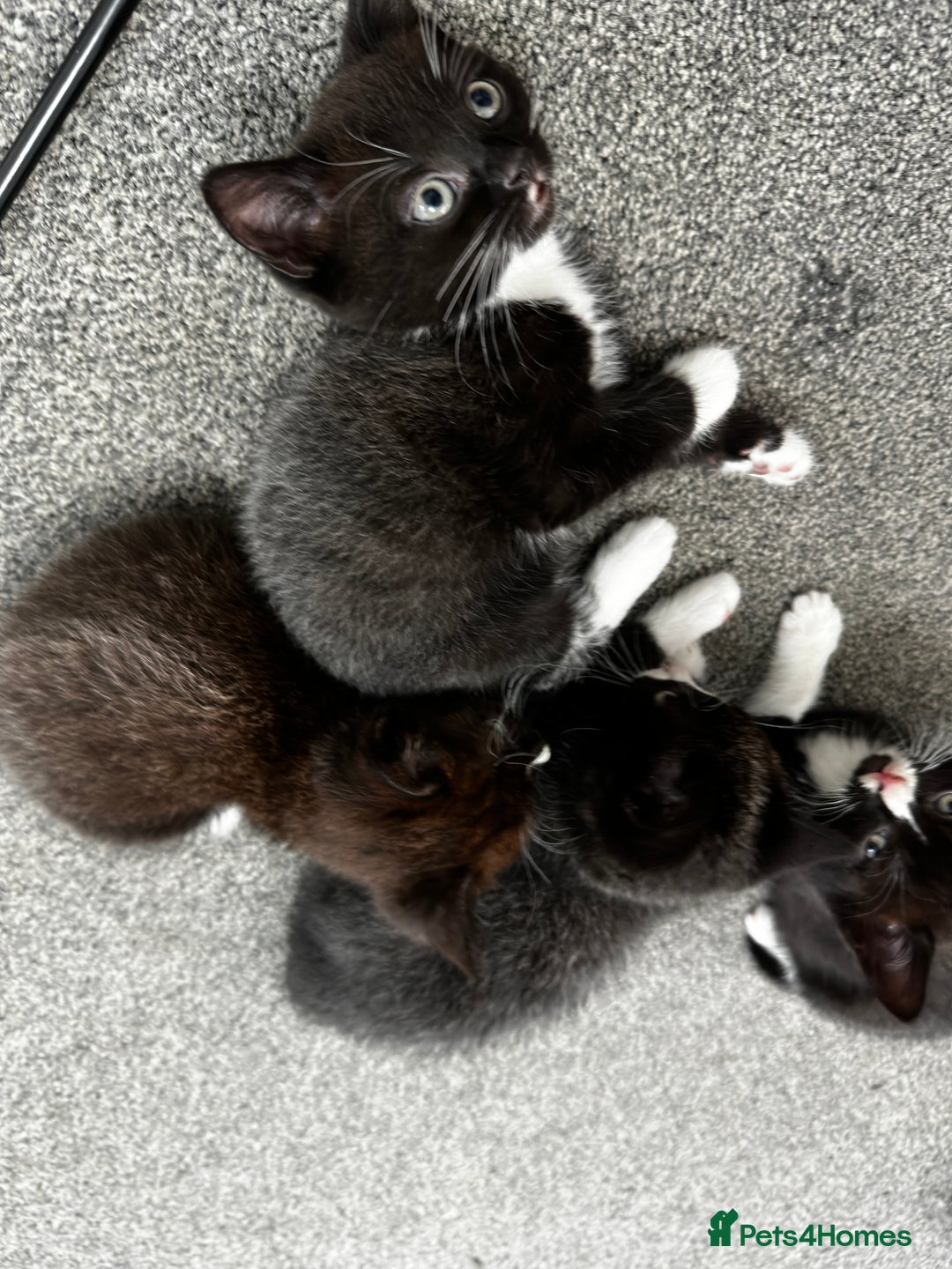 British Shorthair cats for sale: British short hair cross  - Image 10