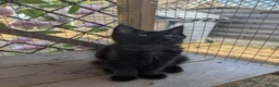 Maine Coon cats for sale: Tica registered mainecoons  - Advert 14