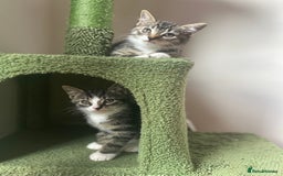 Hamster rodents for sale: 2 kittens available for CARING HOME - Image 2