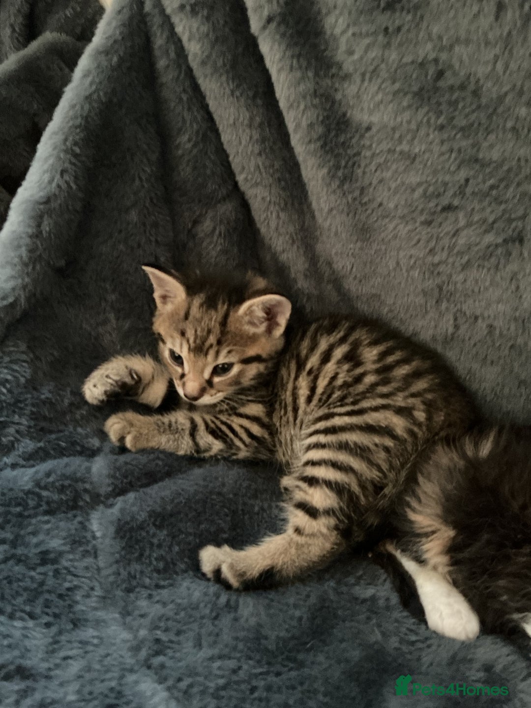 Domestic Shorthair cats for sale: Black-white-Ginger kitten - Advert 21