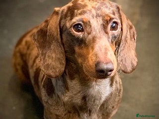 Dachshund dogs in Corwen - Advert 10