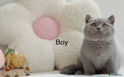 British Shorthair cats for sale: Beautiful BSH kittens 😻 - Image 2