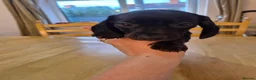 Miniature Dachshund dogs for sale: 3 male miniature dachshunds  - Advert 8