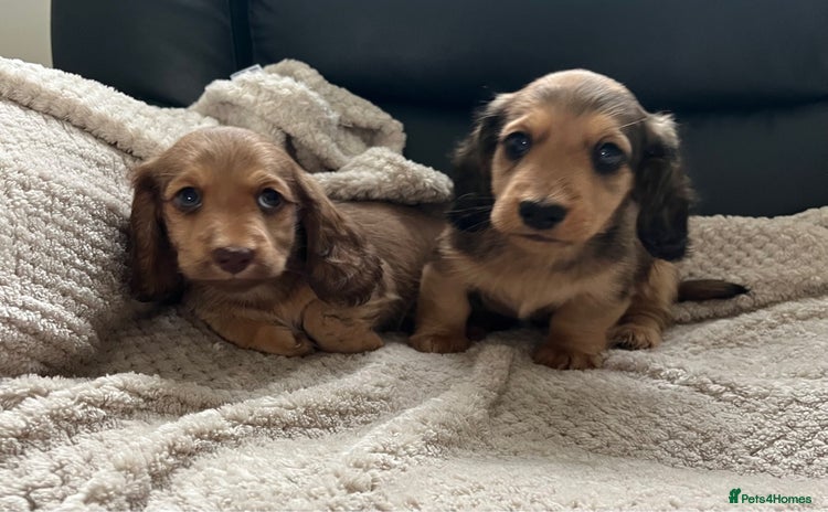 Miniature Dachshund dogs - Advert 1