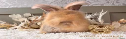 Angora rabbits for sale: 3 BEAUTIFUL VACCINATED ANGORAS READY NOW - Advert 2