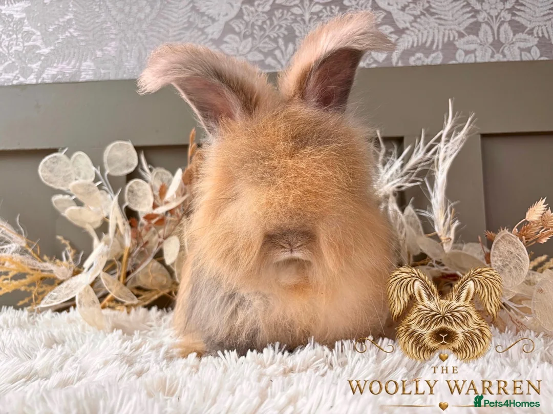Angora rabbits for sale: 3 BEAUTIFUL VACCINATED ANGORAS READY NOW - Advert 2