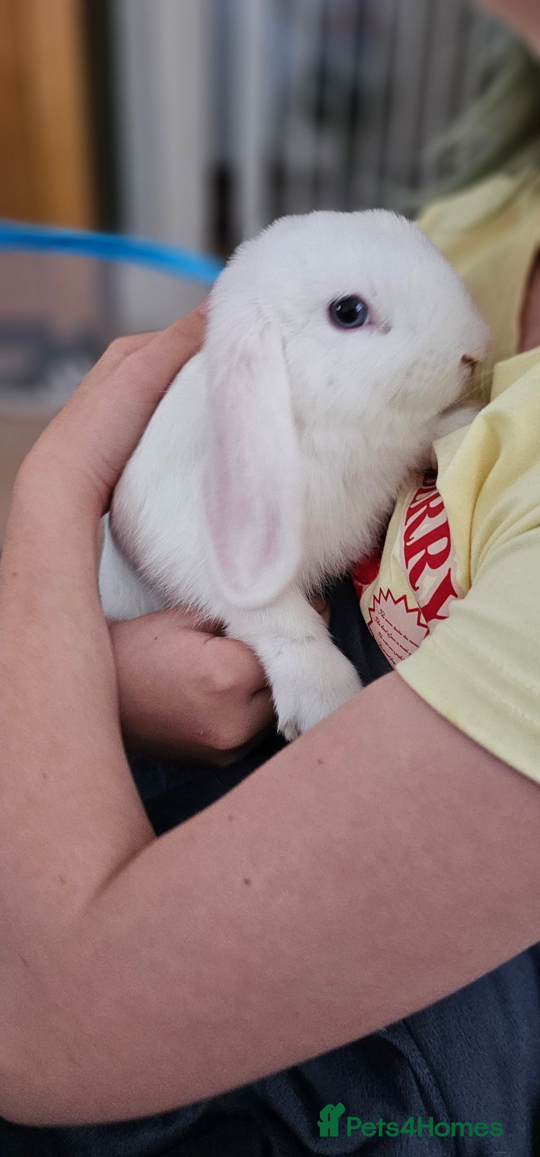 Mini Lop rabbits for sale: Baby mini lop rabbits, only 2 boys left - Image 5