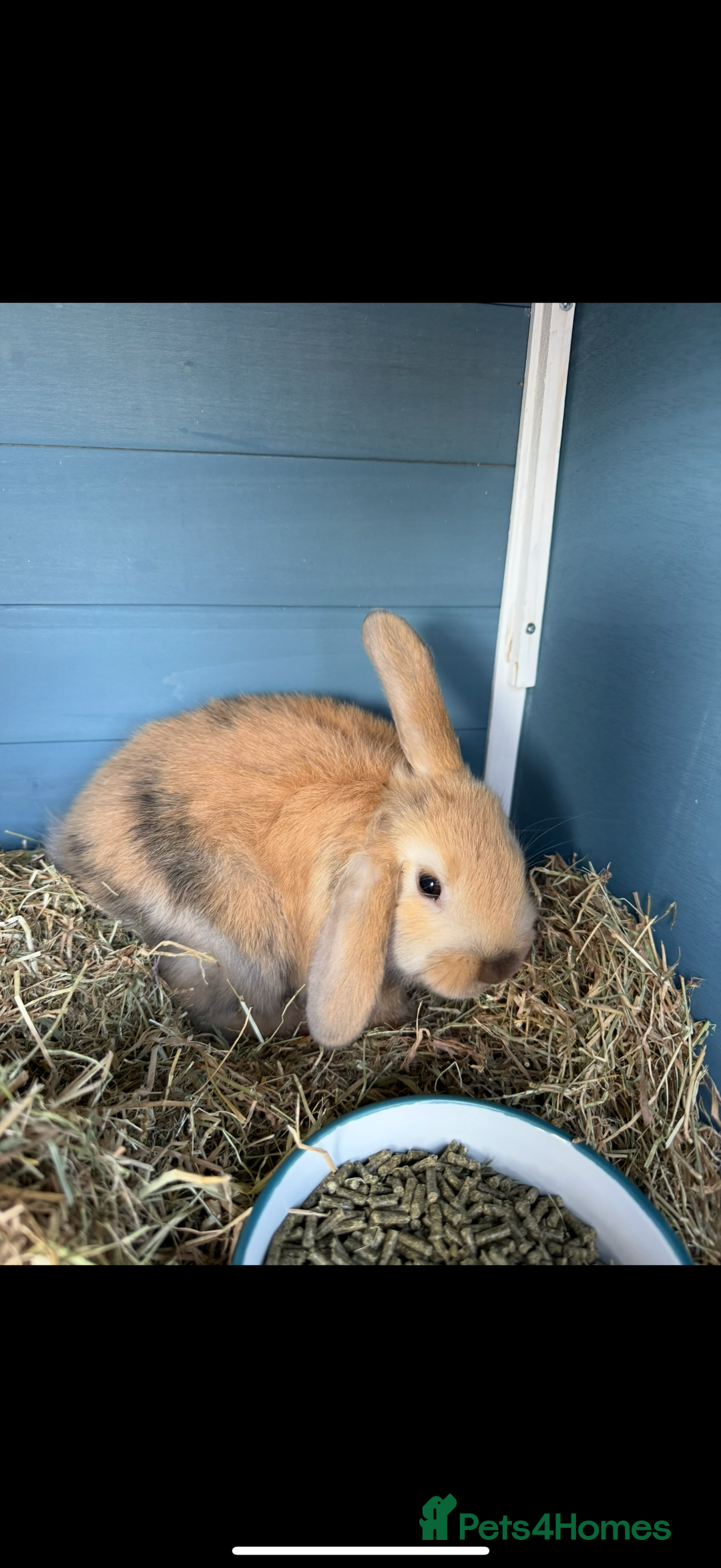 Mini Lop rabbits for sale: Mini Lop Rabbits  - Image 6