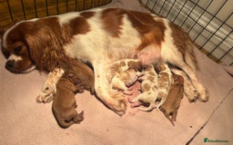Cavalier King Charles Spaniel dogs for stud: Solid Ruby health tested cavalier King Charles  in Stoke-on-Trent - Image 10