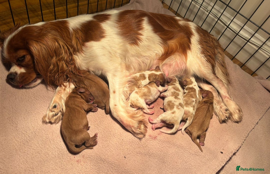 Cavalier King Charles Spaniel dogs for stud: Solid Ruby health tested cavalier King Charles  in Stoke-on-Trent - Image 10