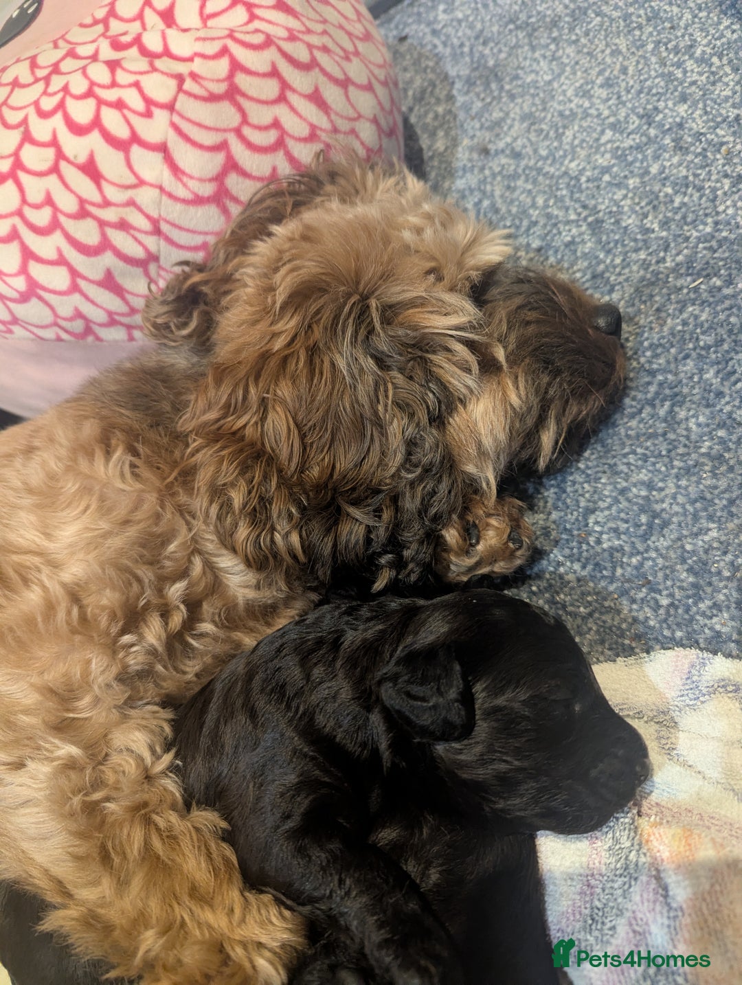 Cavapoo dogs for sale: Cavapoo  - Advert 8