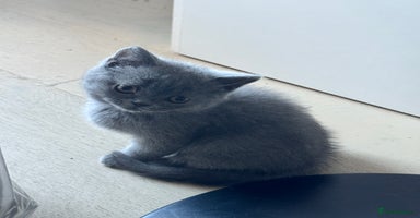 British Shorthair cats - Advert 2