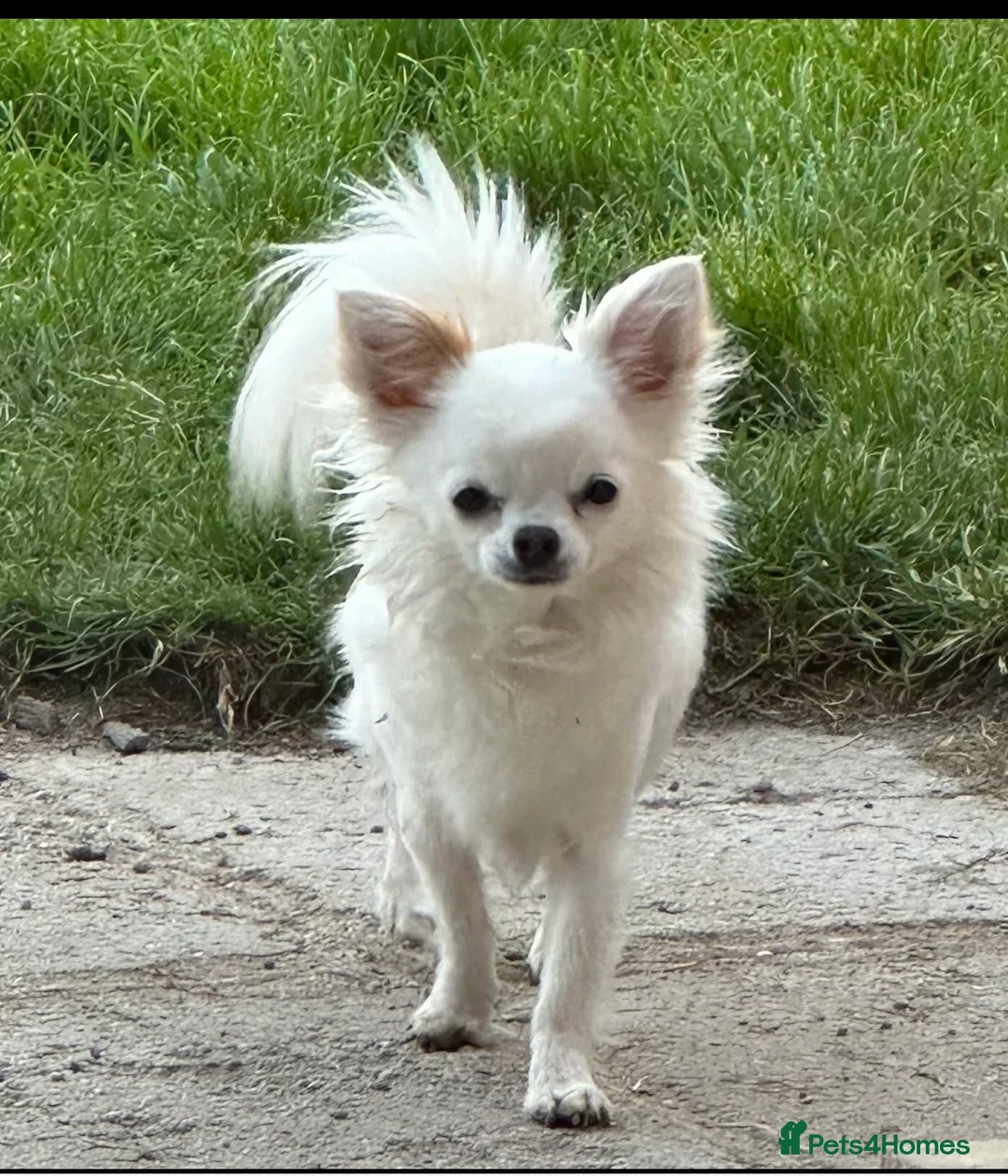 Chihuahua dogs for sale: Milo male chihuahua  - Advert 1