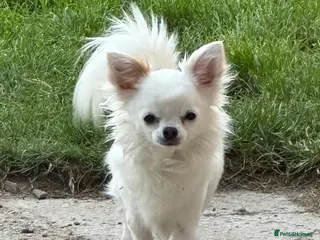 Chihuahua dogs Milo male chihuahua - Advert 5