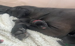Cane Corso dogs for sale: Yuki & Aries Cane Corso Puppies  - Image 17