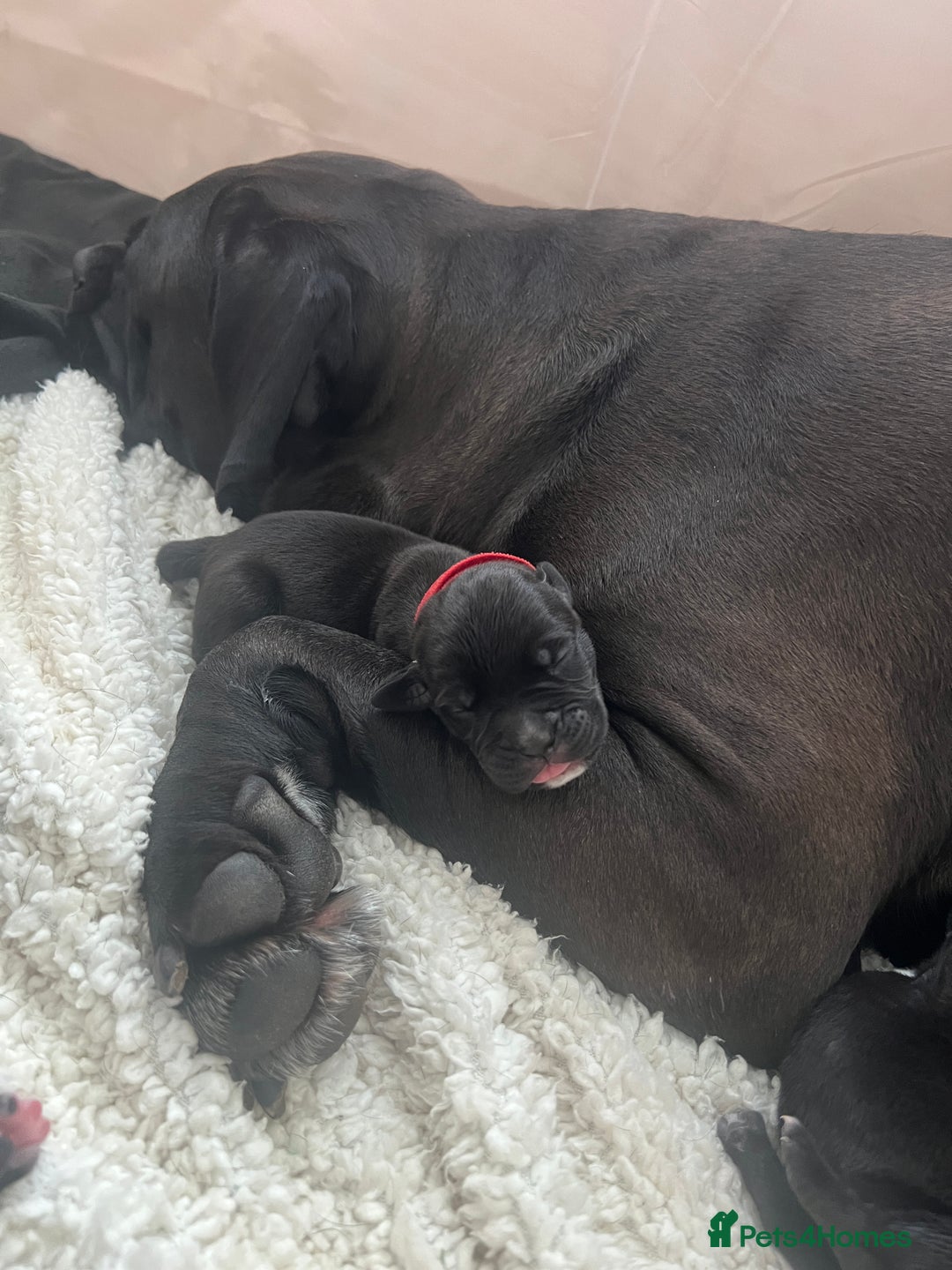 Cane Corso dogs for sale: Yuki & Aries Cane Corso Puppies  - Image 17